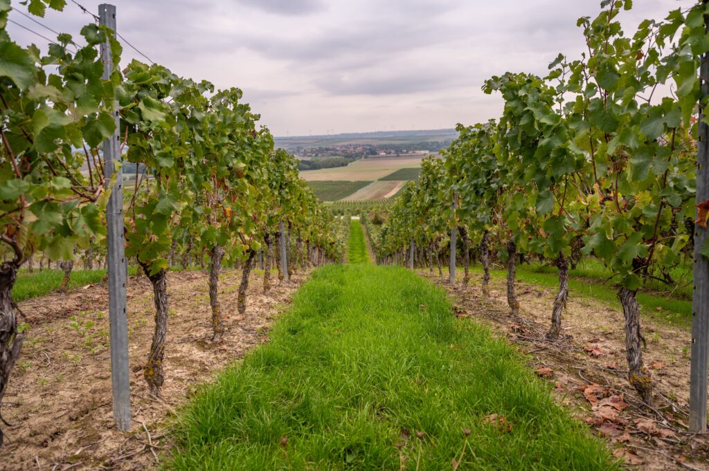 vinícolas-caminho-do-vinho